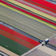 Image for article titled Photos: Fields of flowers look like modern art from above